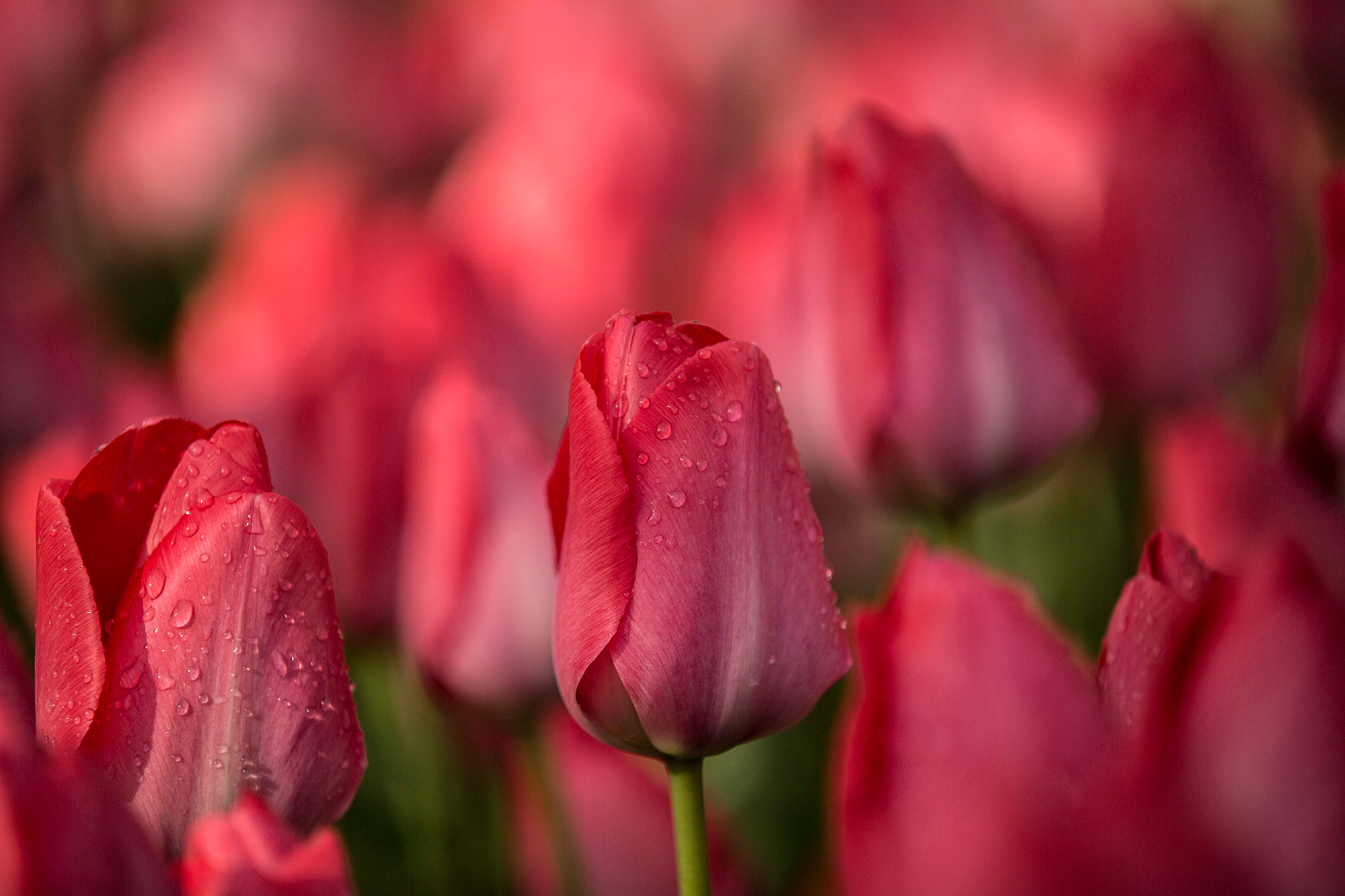 5. The Tulip Trail: A Path To Floral Delights In Clifton Park